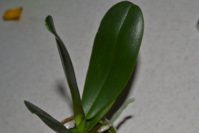 орхидея с длинными узкими листьями