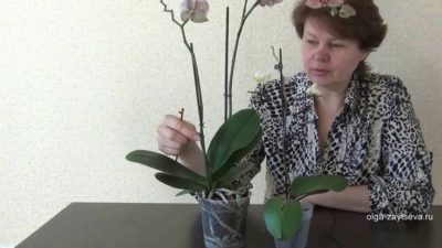 как выбрать орхидею при покупке