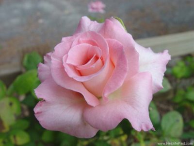 роза флорибунда посадка и уход