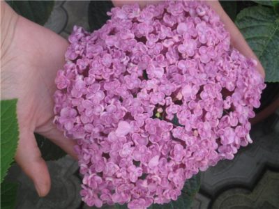 гортензия розовая садовая
