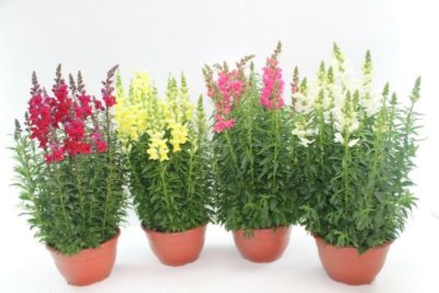 многорядная посадка декоративных растений цветущих в разное время