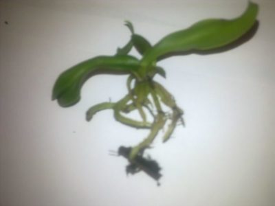 как посадить орхидею из вьетнама