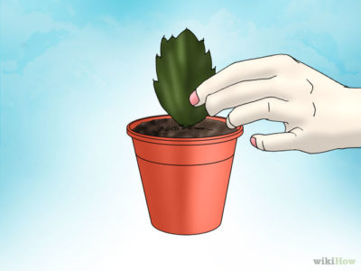 как вырастить кактус из отростка