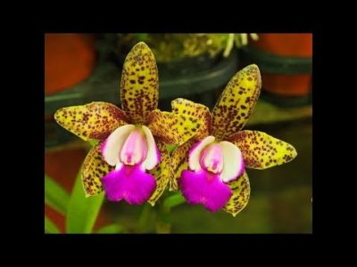 редкие сорта орхидей