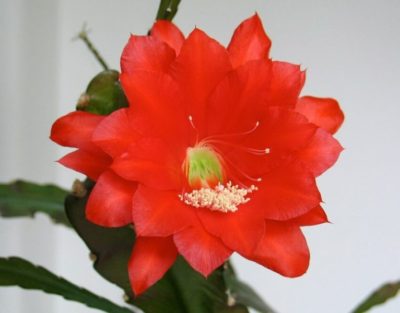 кактус с розовым цветком