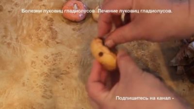 как подготовить луковицы гладиолусов к посадке весной