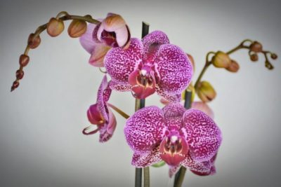почему орхидея сбрасывает цветы