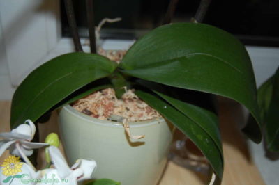 почему у орхидеи липкие листья