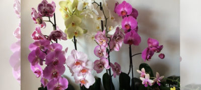 как определить вид орхидеи