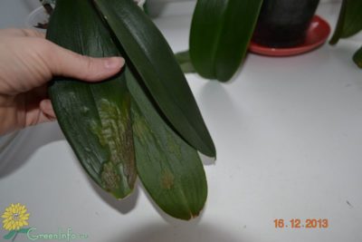болезни орхидей фаленопсис