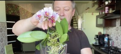 гниет орхидея что делать
