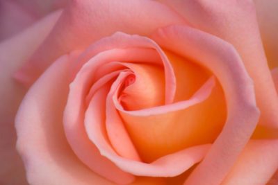 что означают розовые розы