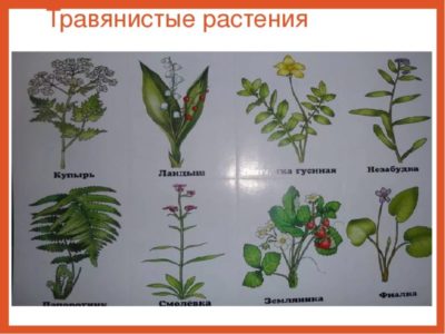 виды растений список