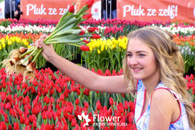 тюльпаны в голландии когда цветут