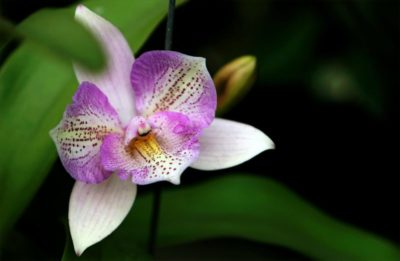 где растут орхидеи