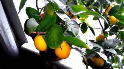 как выращивать лимон дома