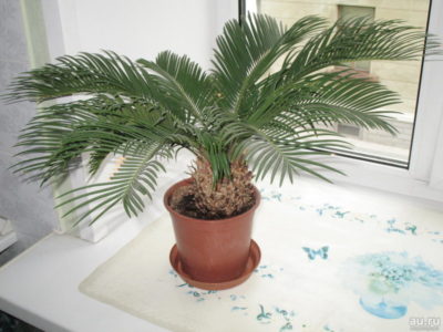 комнатное растение похожее на пальму
