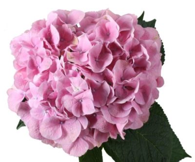 гортензия крупнолистная розовая