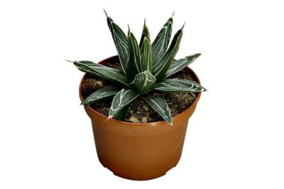 агава растение в домашних условиях