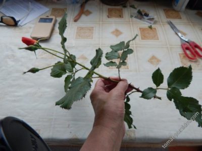 укоренение черенков роз
