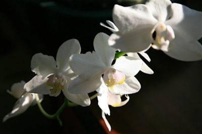 орхидея родина растения