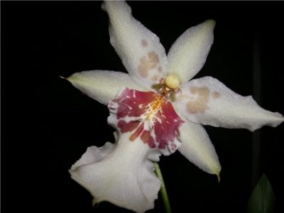орхидея камбрия пересадка