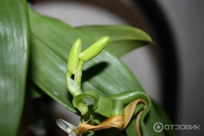 орхидея дендробиум размножение