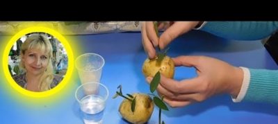 как посадить черенок розы в картошку