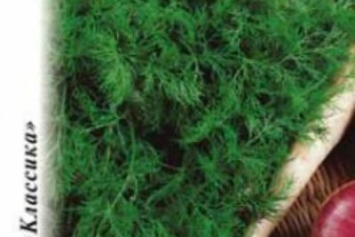 летний кипарис выращивание из семян