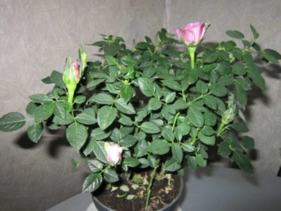 комнатное растение роза