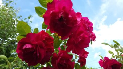 плетистые розы выращивание и уход