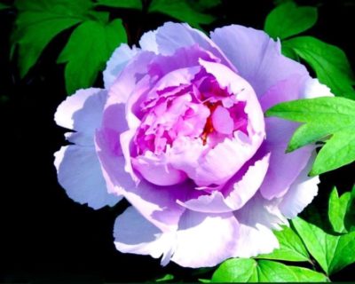 пион розовый сад