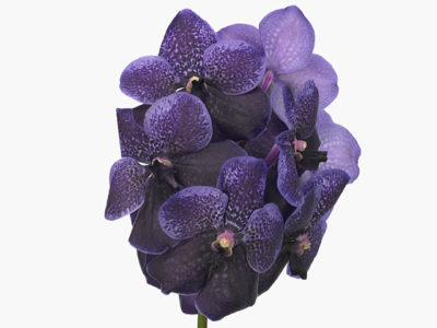 ванда орхидея уход в домашних условиях