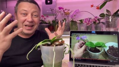 как омолодить орхидею в домашних условиях