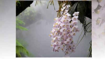 орхидея где растет в природе