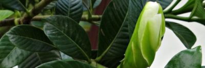 комнатное растение кофе арабика