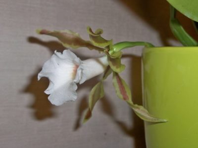 как ухаживать за орхидеей во время цветения