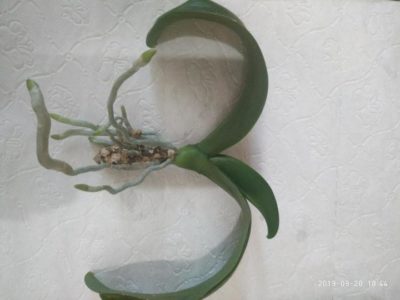 как посадить семена орхидеи в домашних условиях