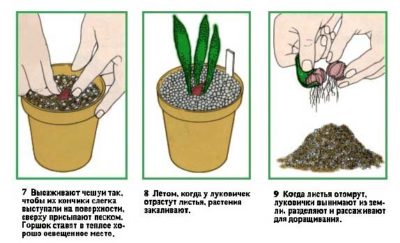 как сохранить луковицы лилий до весны в домашних условиях