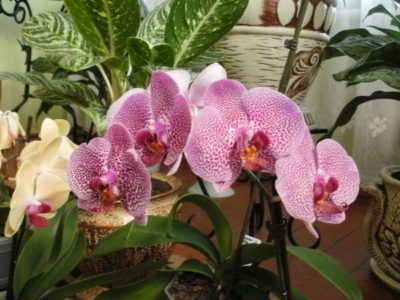 как ухаживать за орхидеей во время цветения