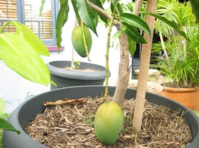 манго как посадить