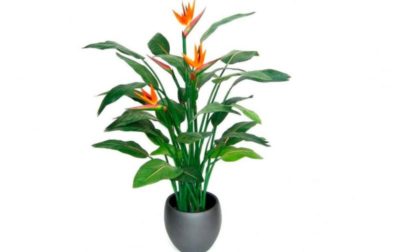декоративное растение с крупными цветками