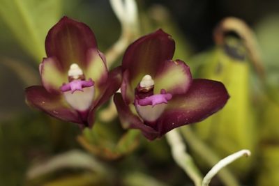орхидея лудизия уход в домашних условиях