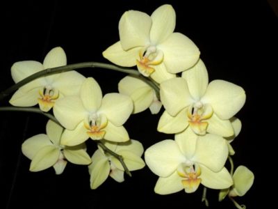 расцветки орхидей фаленопсис