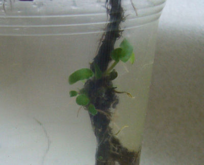 размножение стрептокарпусов фрагментом листа