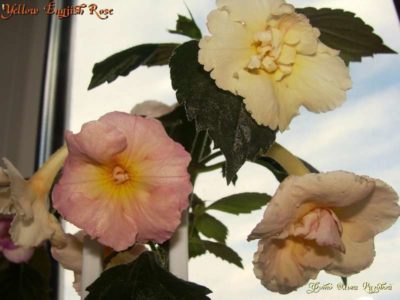 ахименес yellow english rose
