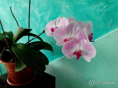 подкормка орхидей янтарной кислотой