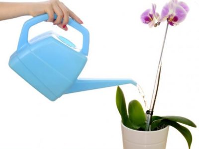 как поливать орхидею фаленопсис