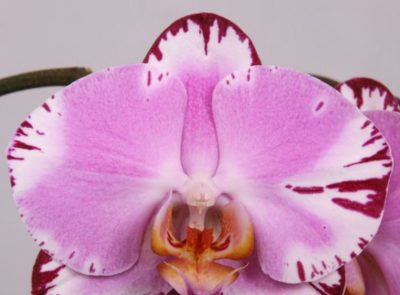все о орхидеях фаленопсис