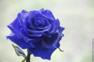 есть ли в природе синие розы